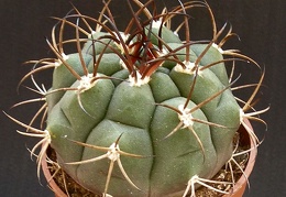 Gymnocalycium pflanzii