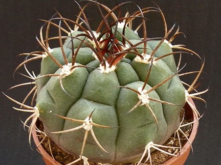 Gymnocalycium pflanzii