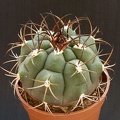 Gymnocalycium pflanzii