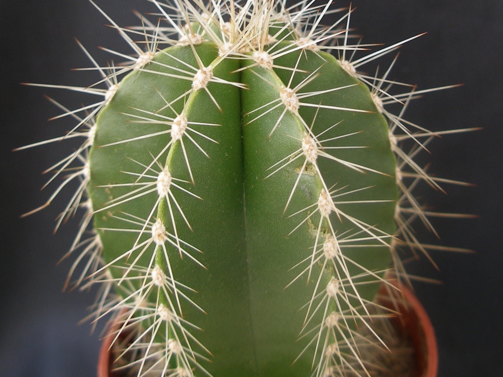 Lemaireocereus dumortierii
