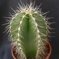 Lemaireocereus dumortierii