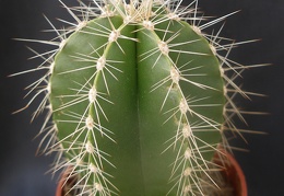 Lemaireocereus dumortierii