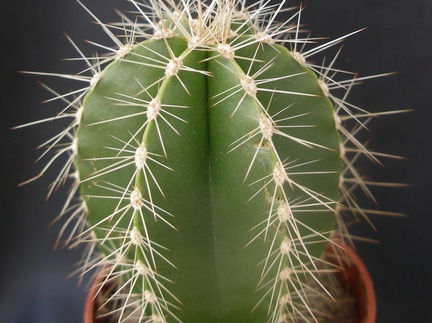 Lemaireocereus dumortierii