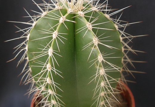Lemaireocereus dumortierii
