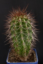 Lemaireocereus montanus