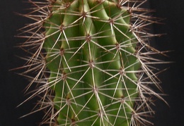 Lemaireocereus montanus