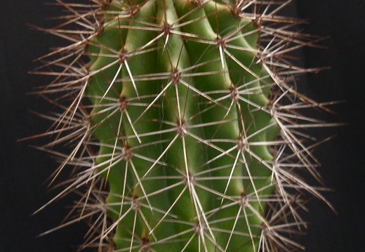 Lemaireocereus montanus