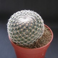 Mammillaria albilanata