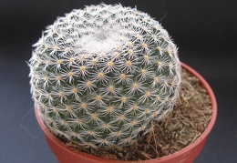 Mammillaria albilanata