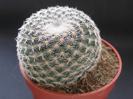 Mammillaria albilanata