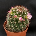 Mammillaria backebergiana ssp ernestii