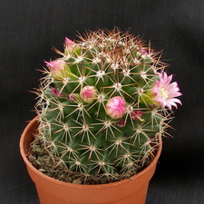Mammillaria backebergiana ssp ernestii