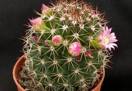 Mammillaria backebergiana ssp ernestii