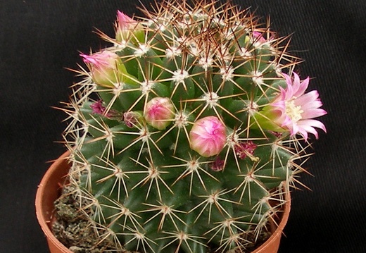 Mammillaria backebergiana ssp ernestii