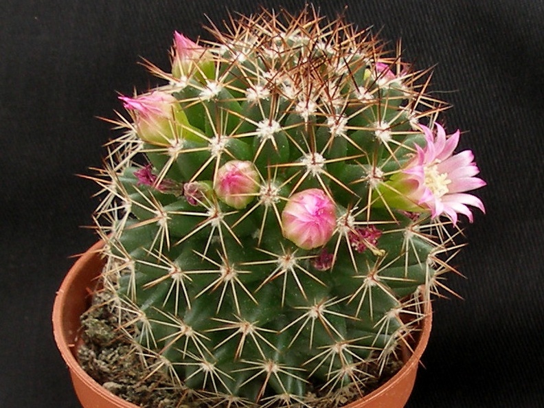 Mammillaria backebergiana ssp ernestii