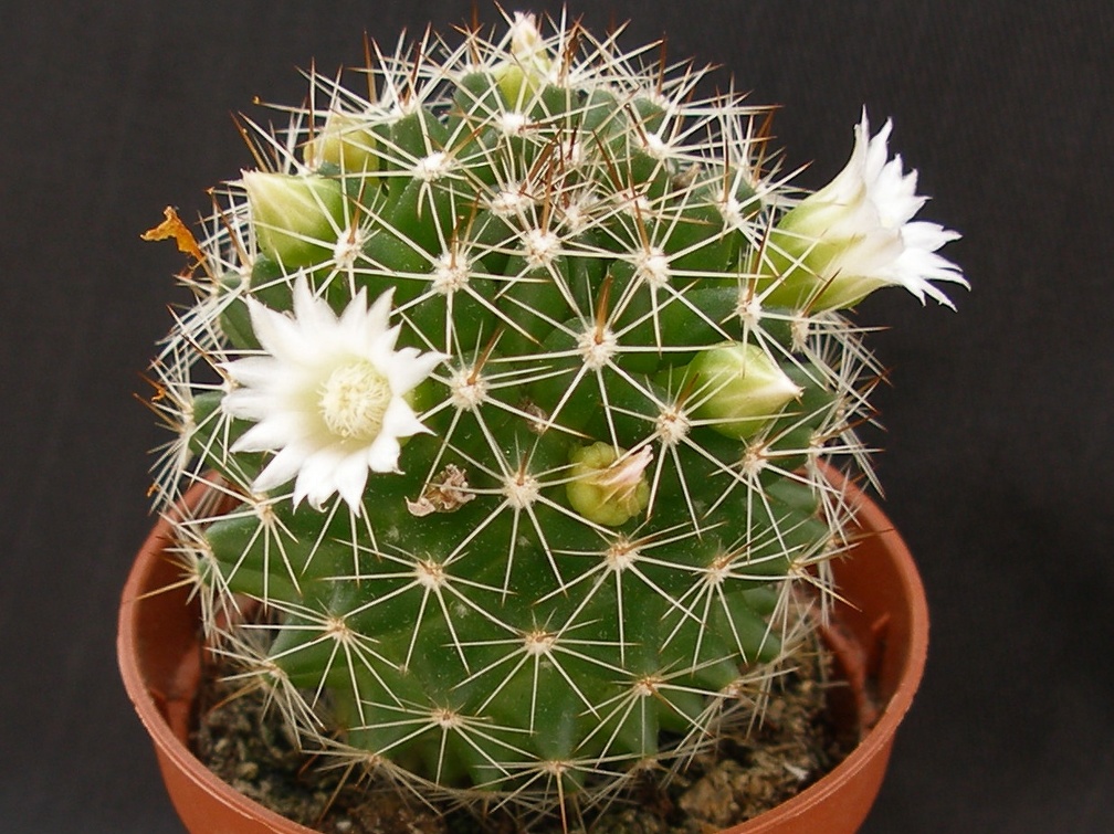 Mammillaria backebergiana ssp ernestii v albiflora