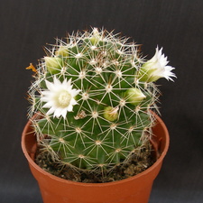 Mammillaria backebergiana ssp ernestii v albiflora