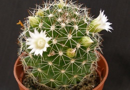 Mammillaria backebergiana ssp ernestii v albiflora