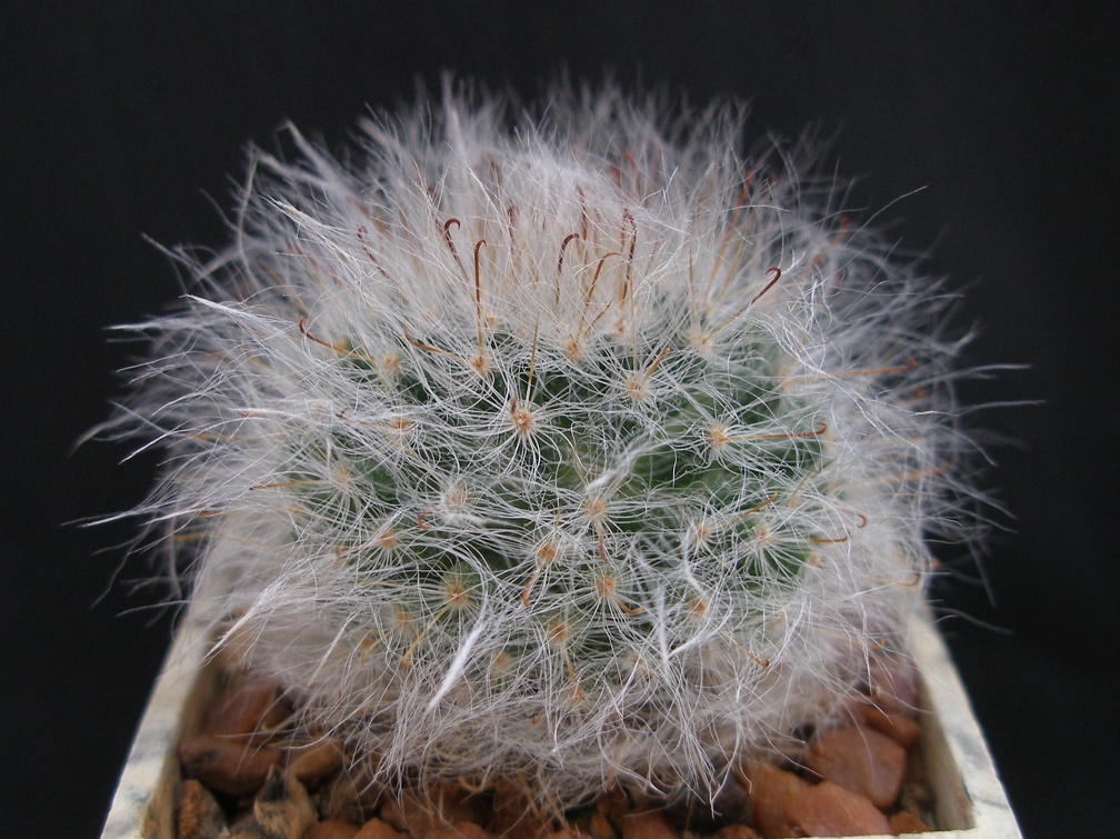 Mammillaria bocasana