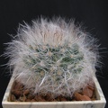 Mammillaria bocasana