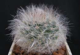 Mammillaria bocasana