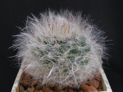 Mammillaria bocasana