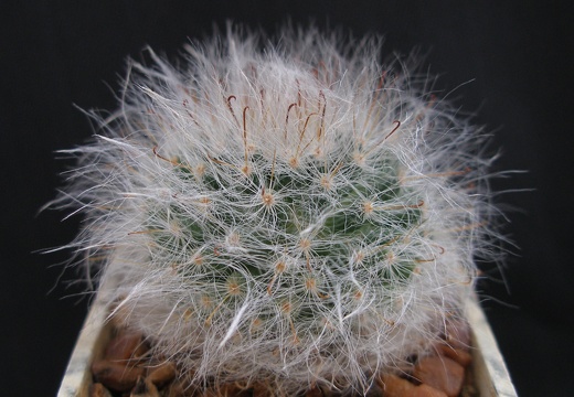Mammillaria bocasana