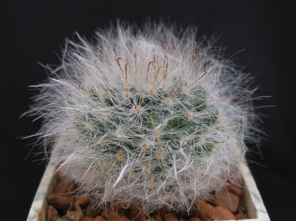 Mammillaria bocasana