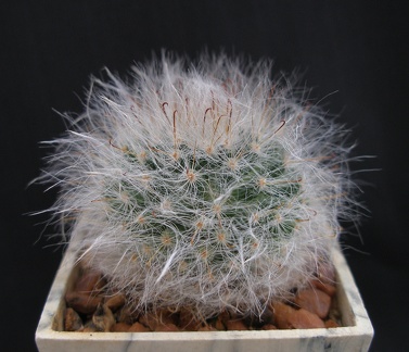Mammillaria bocasana