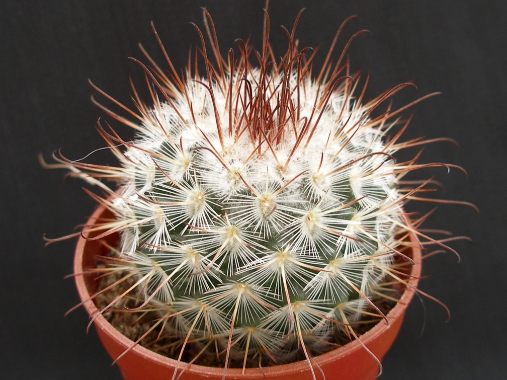 Mammillaria bombycina
