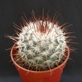 Mammillaria bombycina