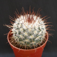 Mammillaria bombycina
