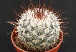 Mammillaria bombycina