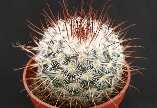 Mammillaria bombycina