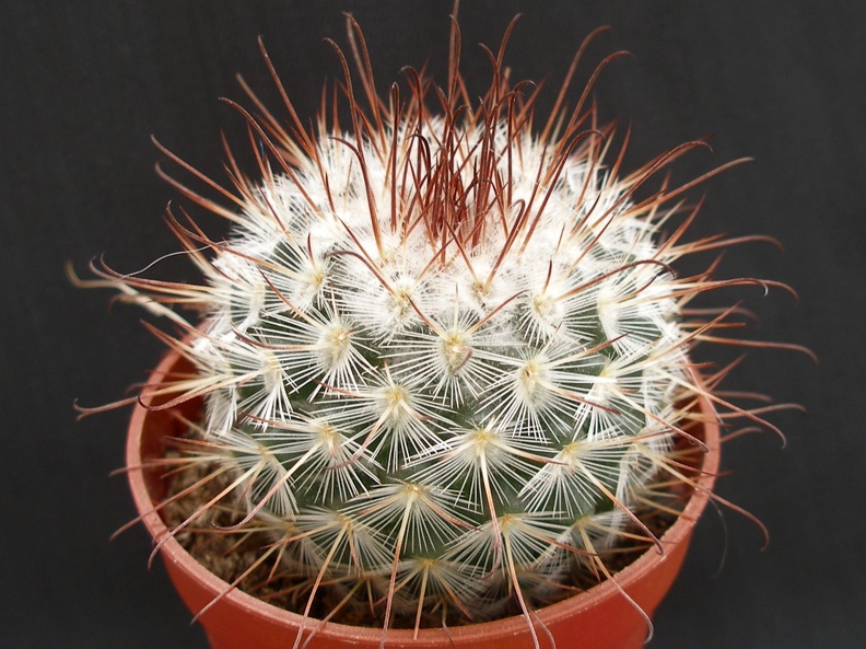 Mammillaria bombycina