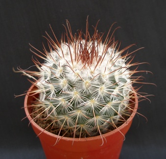 Mammillaria bombycina