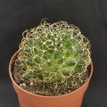 Mammillaria camptotricha cv  marnier-lapostollei
