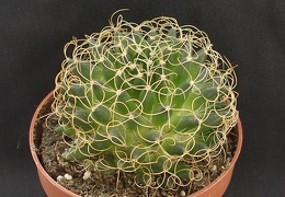 Mammillaria camptotricha cv  marnier-lapostollei