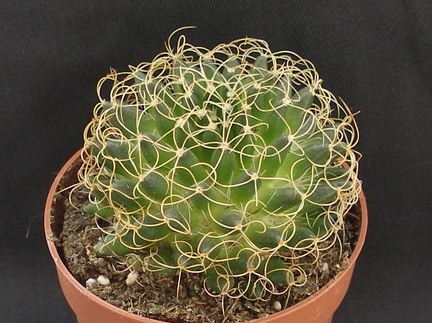 Mammillaria camptotricha cv  marnier-lapostollei