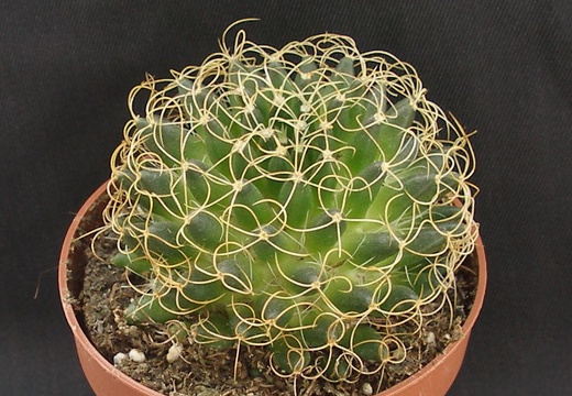Mammillaria camptotricha cv  marnier-lapostollei