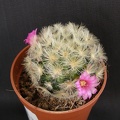 Mammillaria carmenae