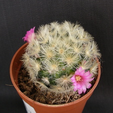Mammillaria carmenae