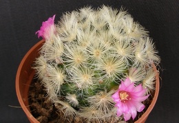 Mammillaria carmenae