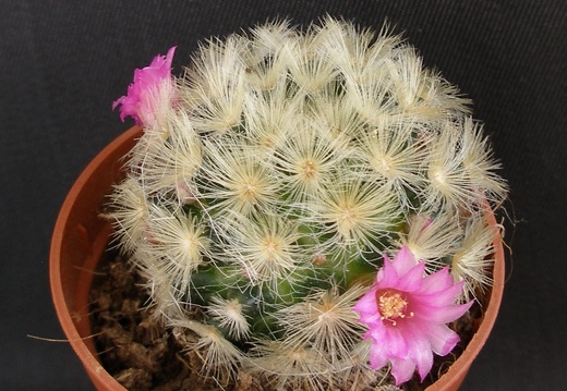 Mammillaria carmenae