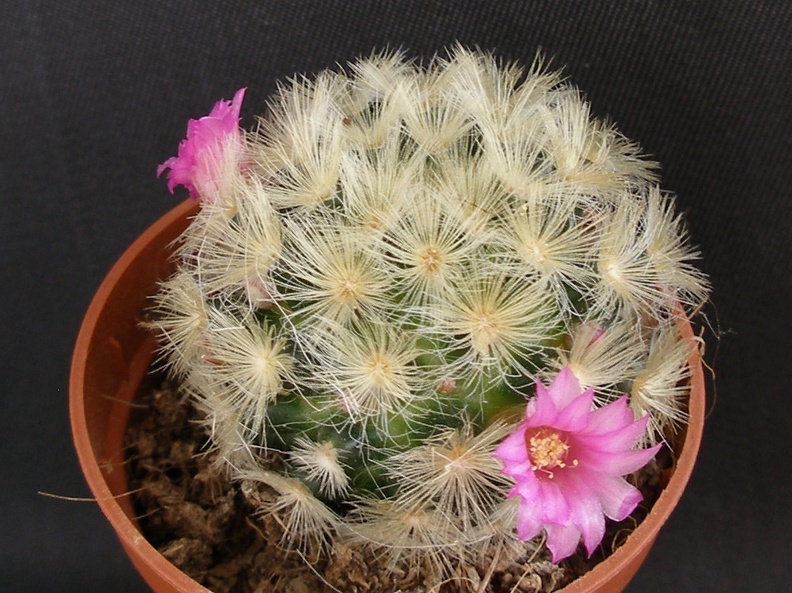 Mammillaria carmenae