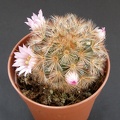 Mammillaria carmenae1