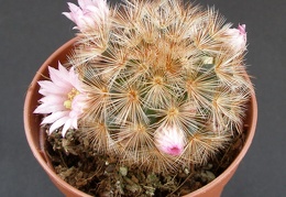 Mammillaria carmenae1