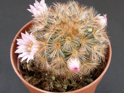Mammillaria carmenae1