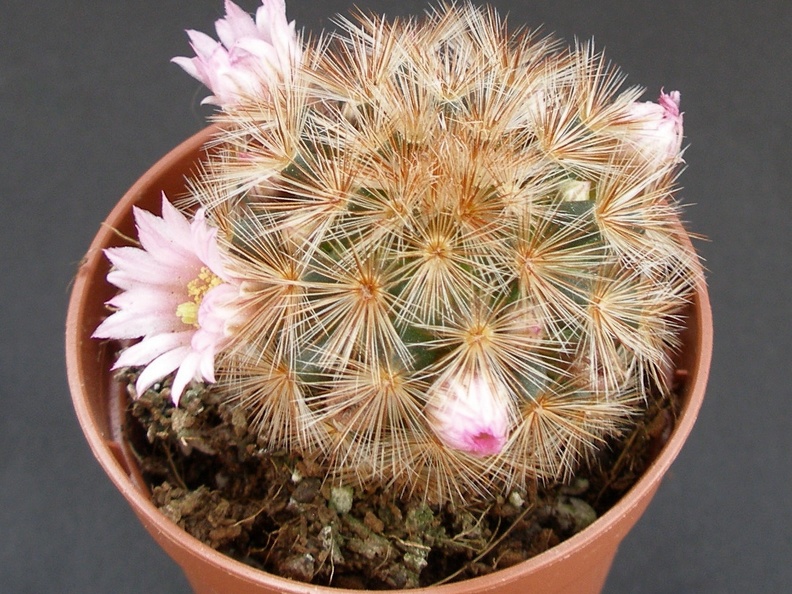 Mammillaria carmenae1