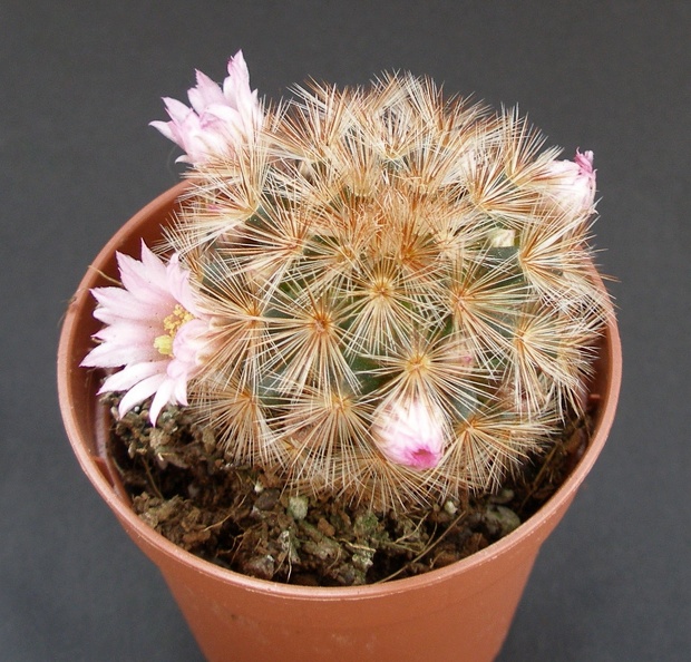 Mammillaria_carmenae1.JPG